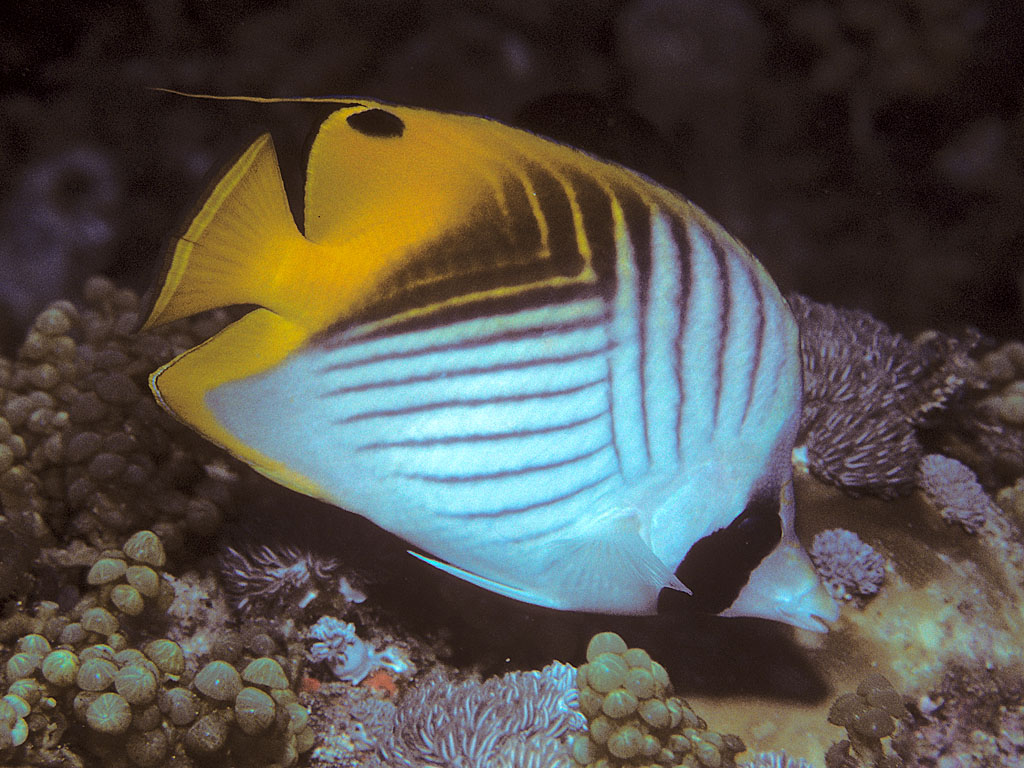 Chaetodon auriga (Pesce farfalla filamentoso)